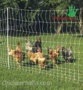 Aves en corral