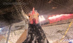 gallina protegida con red chickenmalla