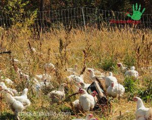 malla gallinera para granja