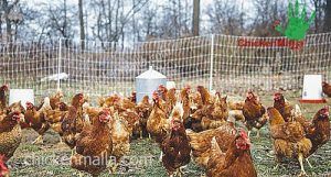 malla para aves de corral