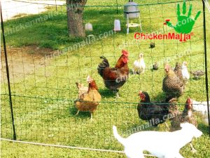 gallinas protegidas con chickenmalla