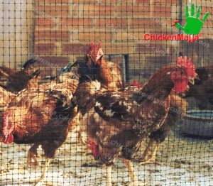 gallos y gallinas dentro de jaula de red chickenmalla