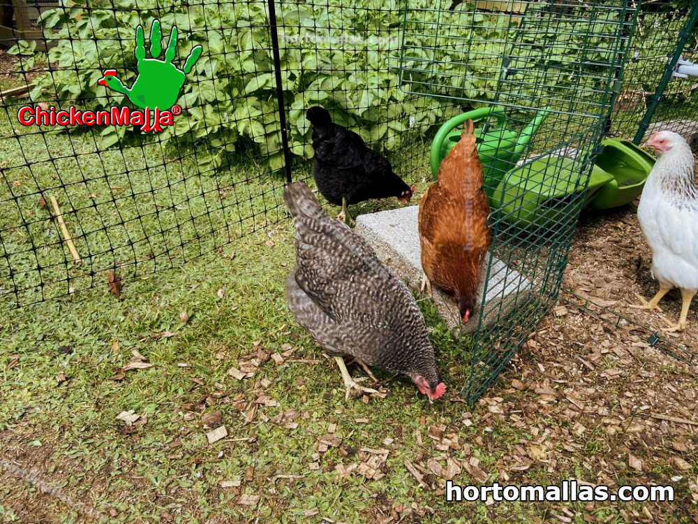 gallos y gallinas dentro de jaula de red chickenmalla